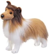 Sheltie
